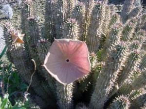 Hoodia